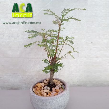 Aca Jardín pre - bonsai ahuehuete pequeñito