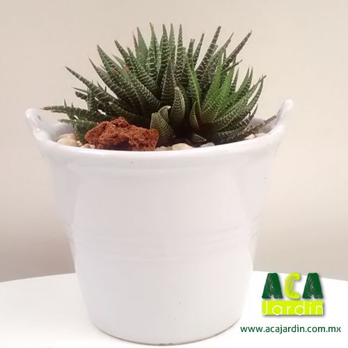Suculenta Agave Zebra ceramica