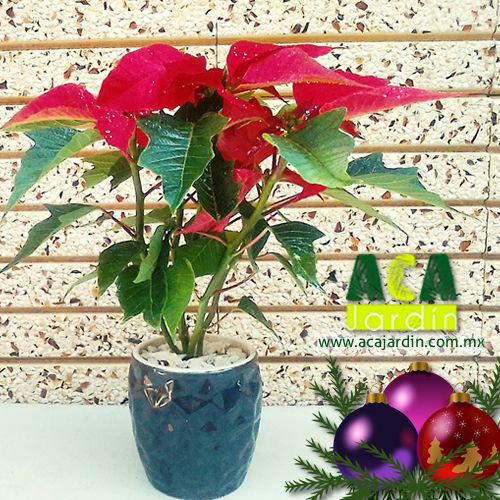 Aca Jardin nochebuena vaso ceramica