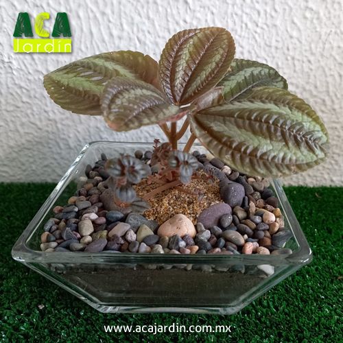 Pilea Spruceana en vidrio