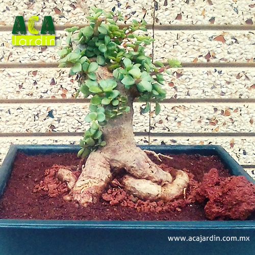 Bonsai árbol de la abundancia raíz