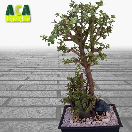 Árbol abundancia bonsái 3