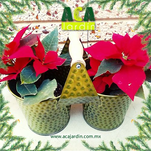 Nochebuena maceta doble verde