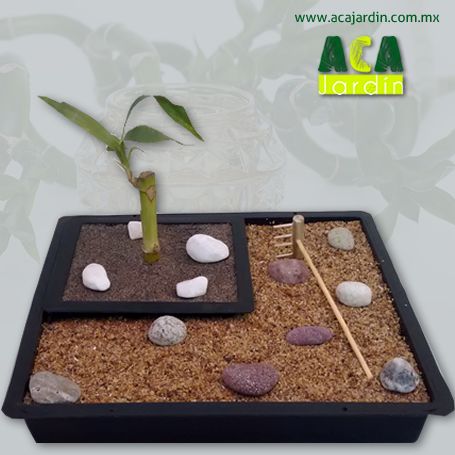 Bambú en jardín zen