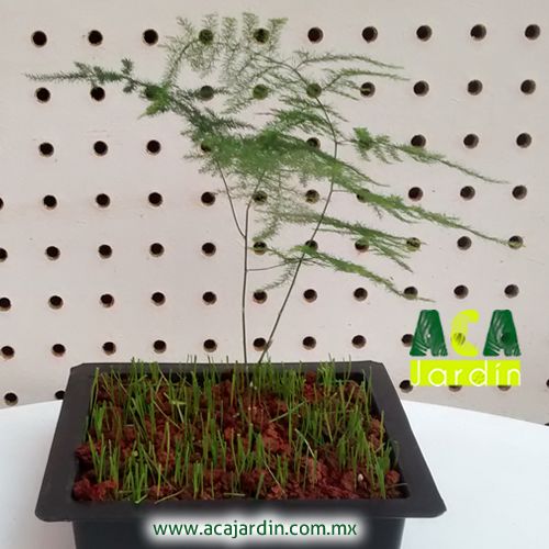 Plantas Helecho plumoso