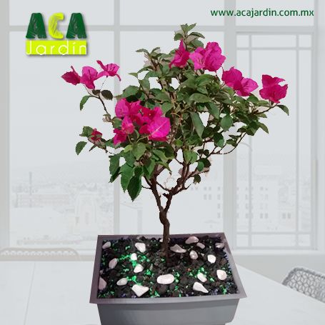 Aca Jardín bugambilia bonsayera gris