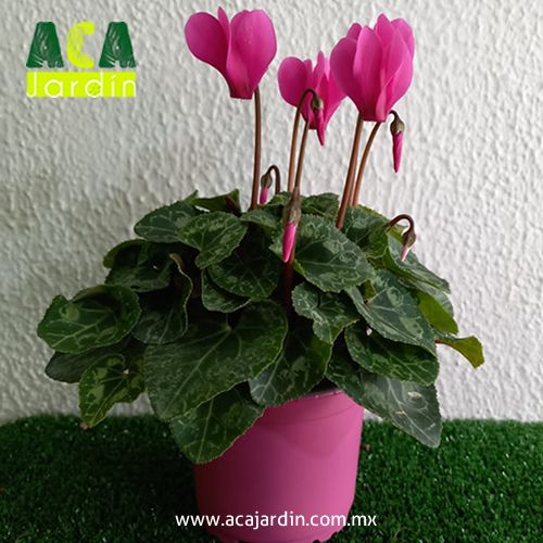 Plantas de ornamento Violeta imperial lila