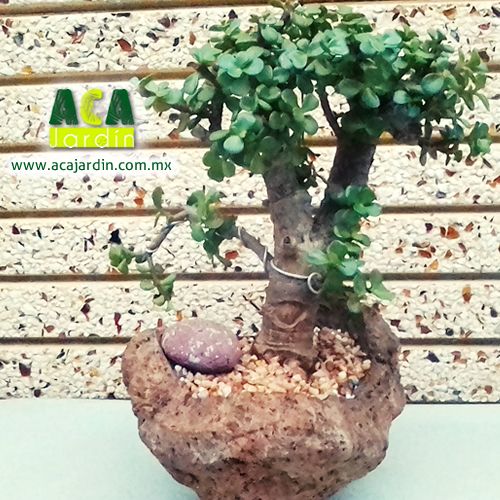 Árbol de la abundancia 