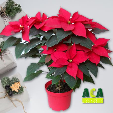 Nochebuena maceta roja gde