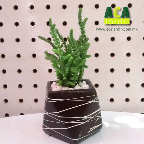 Suculentas Crassula muscosa (chisme)