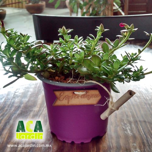 Suculentas portulaca flor de seda