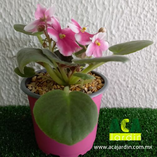 Plantas ornamento Violeta africana rosa bca
