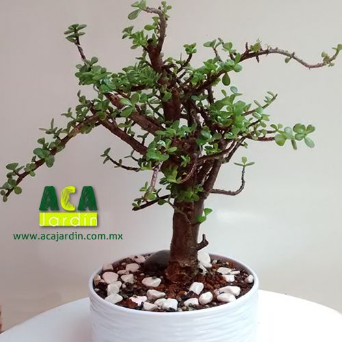 Aca Jardín Árbol abundancia bonsái