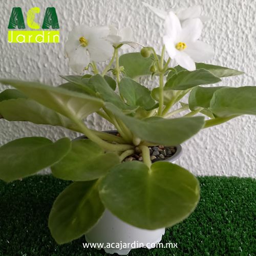 Plantas de ornamento Violeta Africana