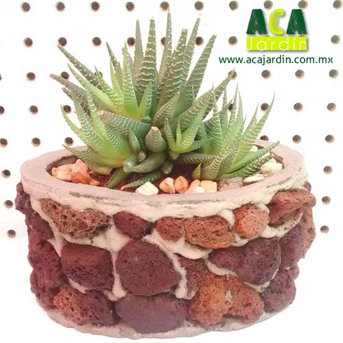 Suculenta Agave Zebra piedra