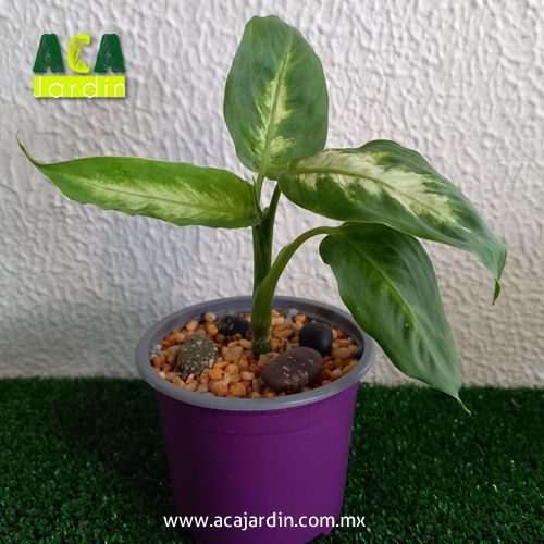 Planta Mariana en plástico
