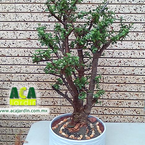 Árbol de la abundancia cerámica