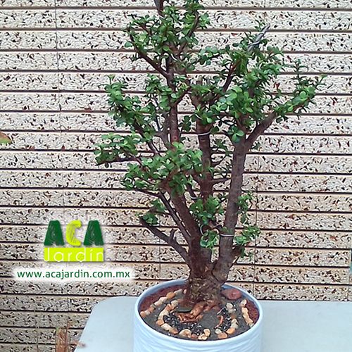 Bonsai árbol de la abundancia gde
