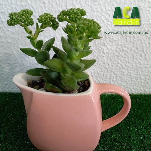 Suculenta crasula primavera ceramica