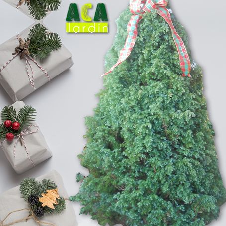 Arbol de navidad cedrela