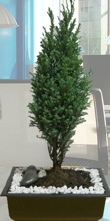 Aca Jardín Bonsai Pinos