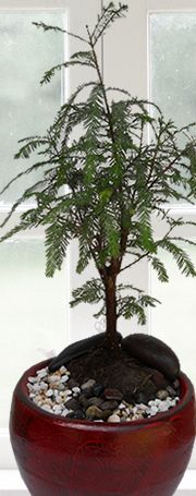 Aca Jardín bonsai ahuehuete