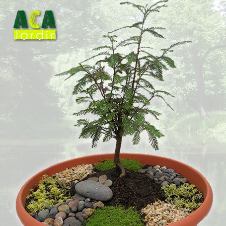 Aca Jardín pre - bonsai ahuehuete plato
