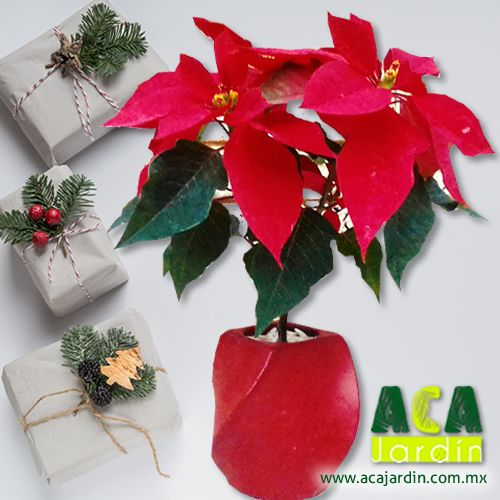 Aca Jardín Nochebuena tornillo