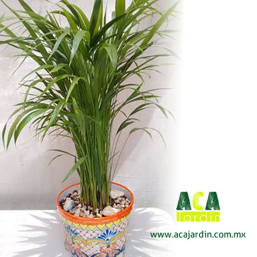 Plantas ornamento Palma areca