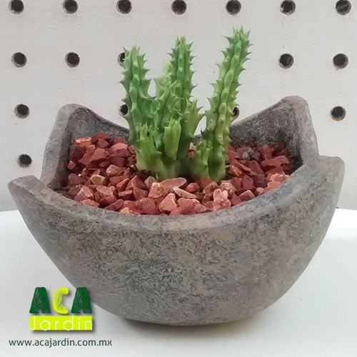 Suculentas Cactus huernia barro