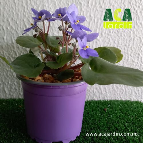 Plantas ornamento Violeta africana lila