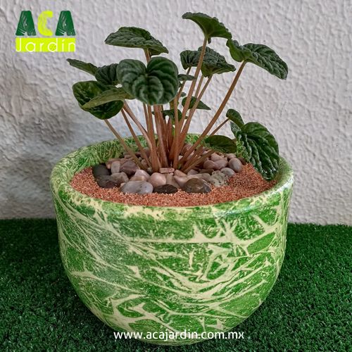 Peperomia cascara de nuez barro