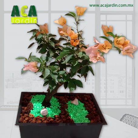 Aca Jardín bugambilia durazno