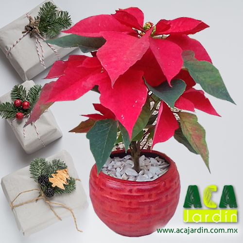 Aca Jardin nochebuena barro tejida