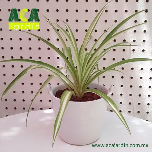Plantas ornamento Mala madre o cinta cerámica