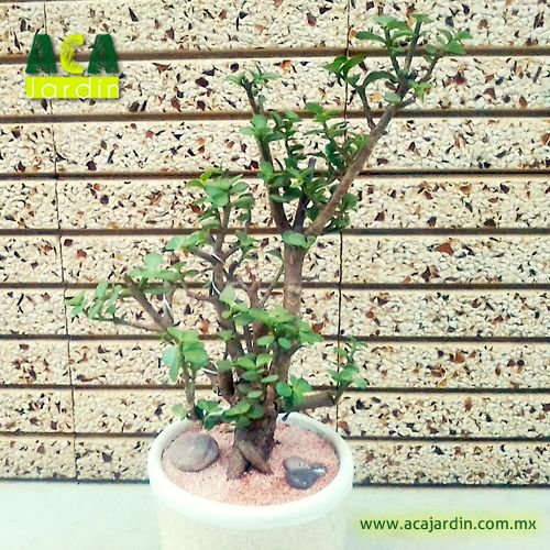 Árbol de la abundancia arena rosa