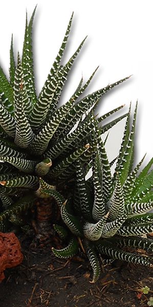 Aca Jardin Agave Zebra