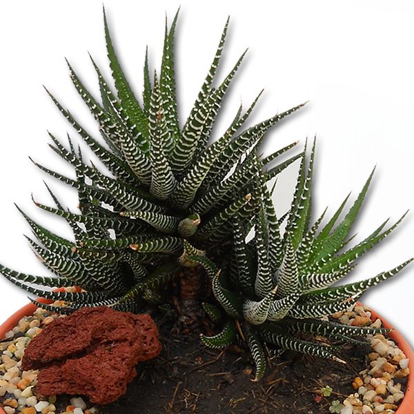 Aca Jardín Agave zebra