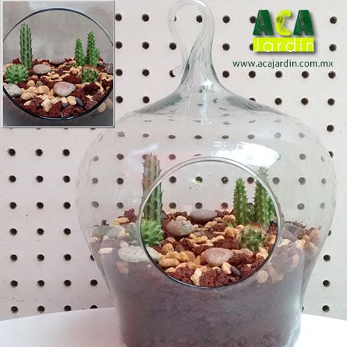 Terrario suculentas cactáceas