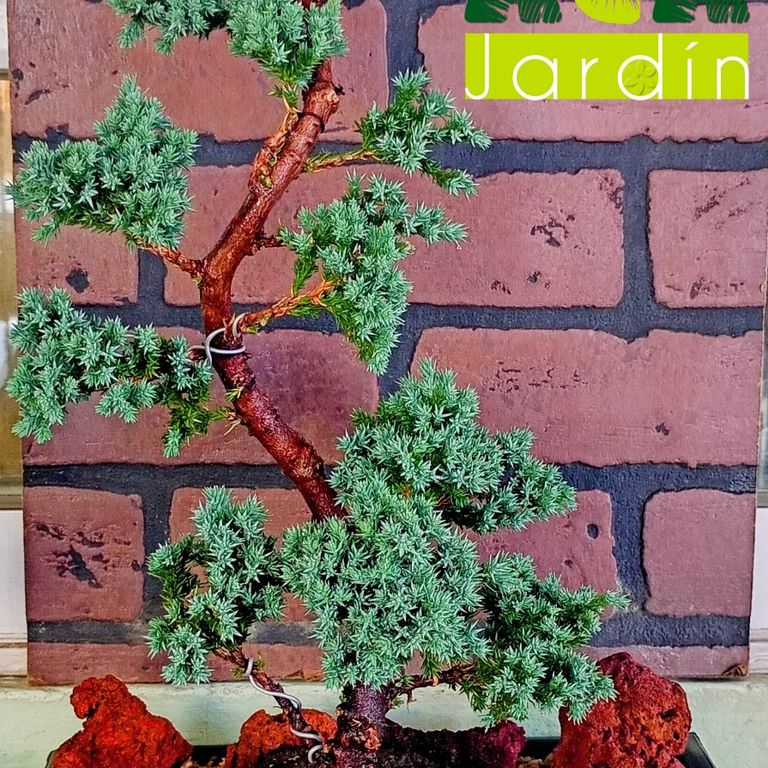 Pre Bonsái Jacaranda