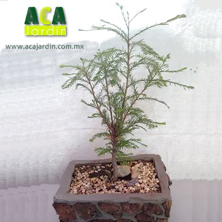 Aca Jardín pre - bonsai ahuehuete piedra