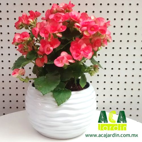 Plantas ornamento Begonia elatior