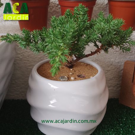 JuniperoCeramica