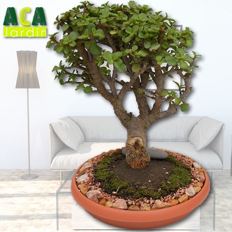 Árbol de la abundancia