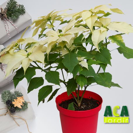 Nochebuena blanca maceta roja gde