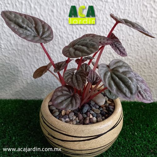 Plantas ornamento Palo brasil tornillo 2