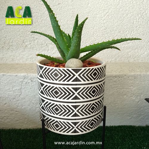 Suculentas Savila