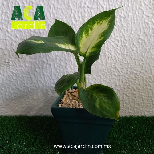 Planta mariana en ceramica
