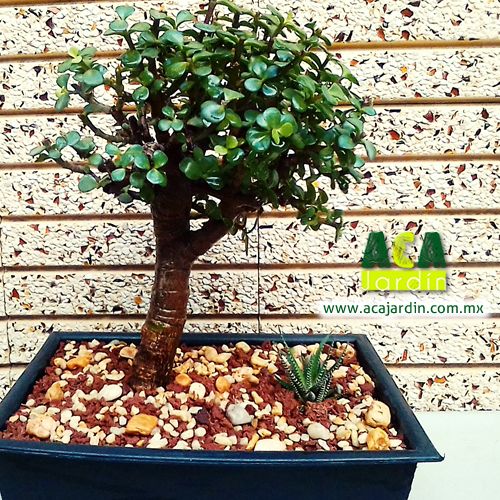 Árbol de la abundancia con agave