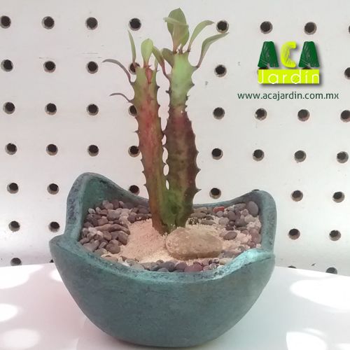 Suculenta cactus euphorbia